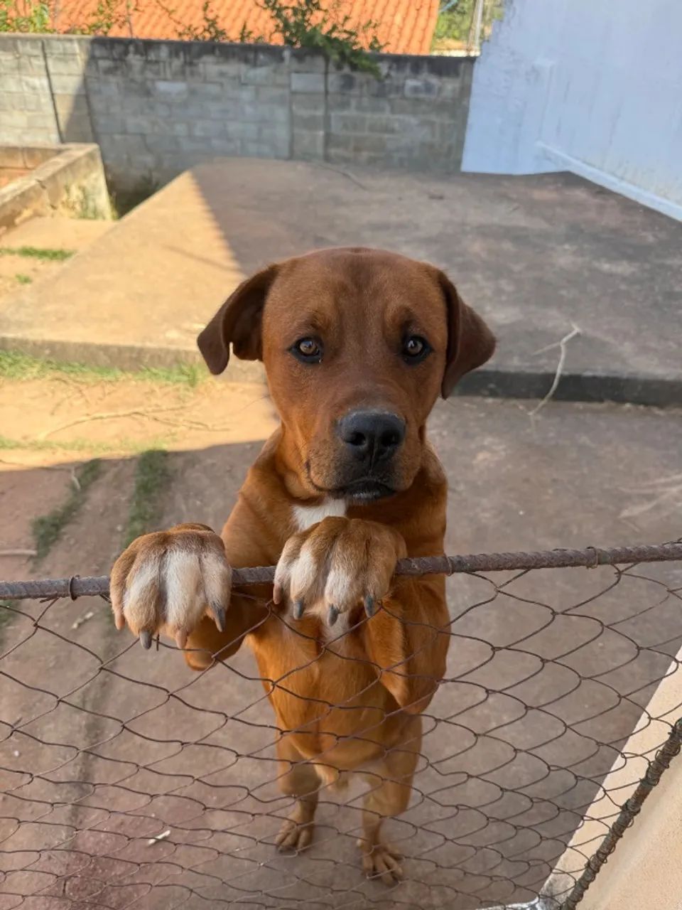 Cachorro - Foto 4