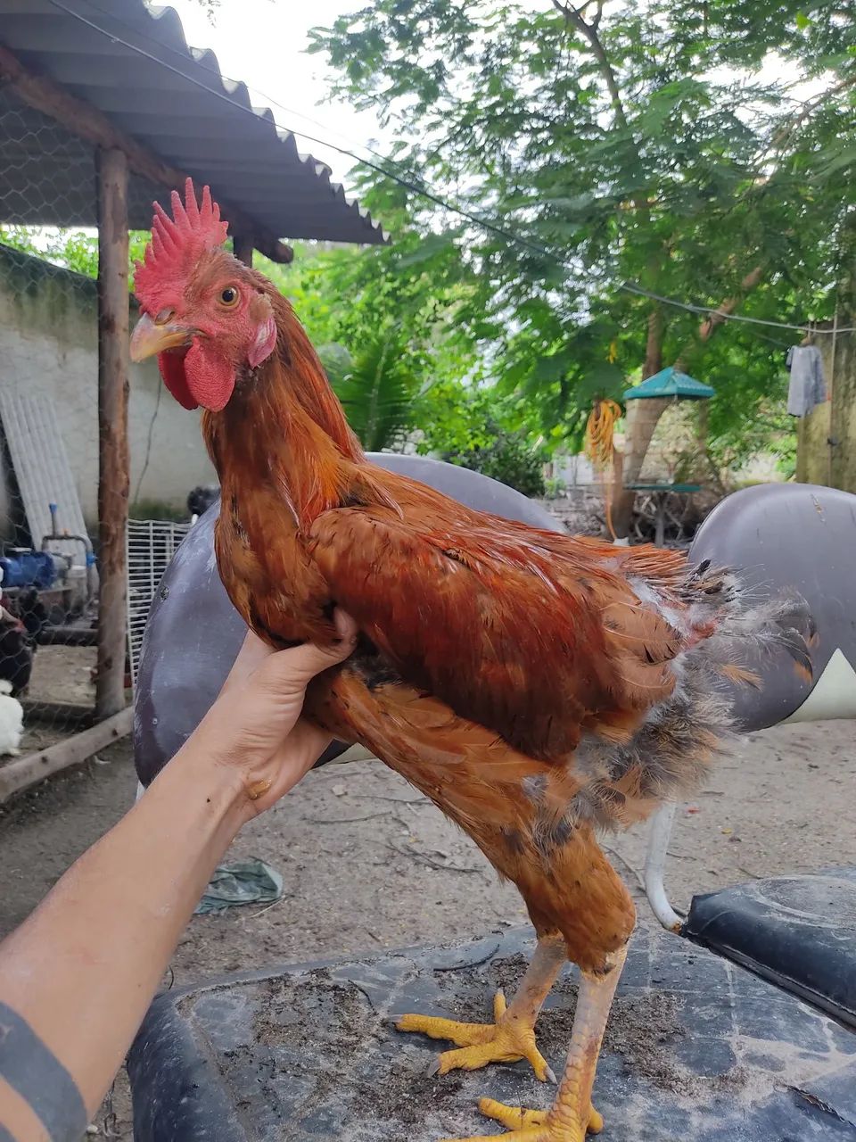 Vendo Frangos Caipira - Foto 6