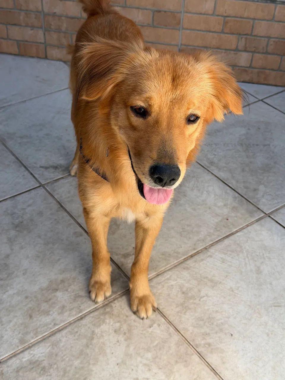 Adoção responsável  - Foto 3