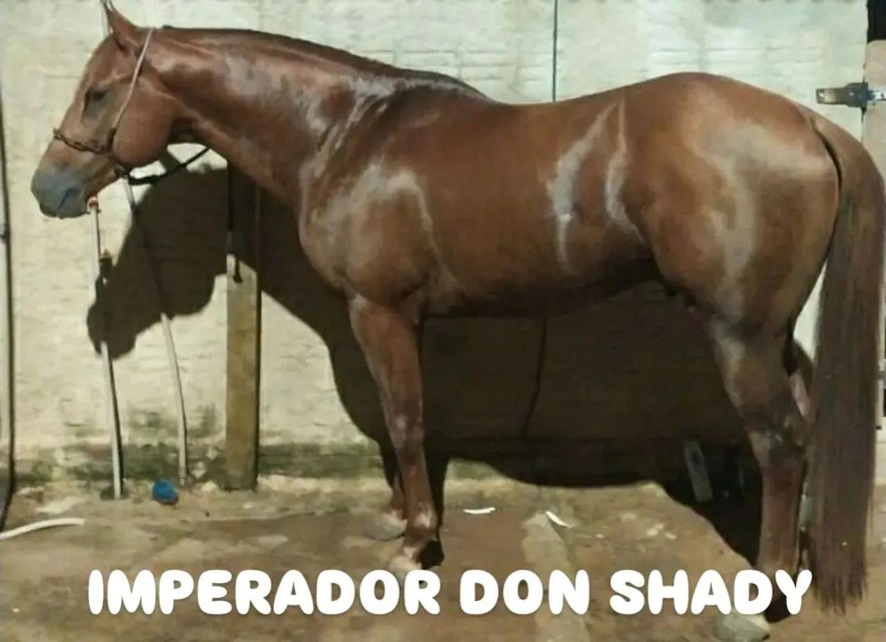Oportunidade  - Foto 4