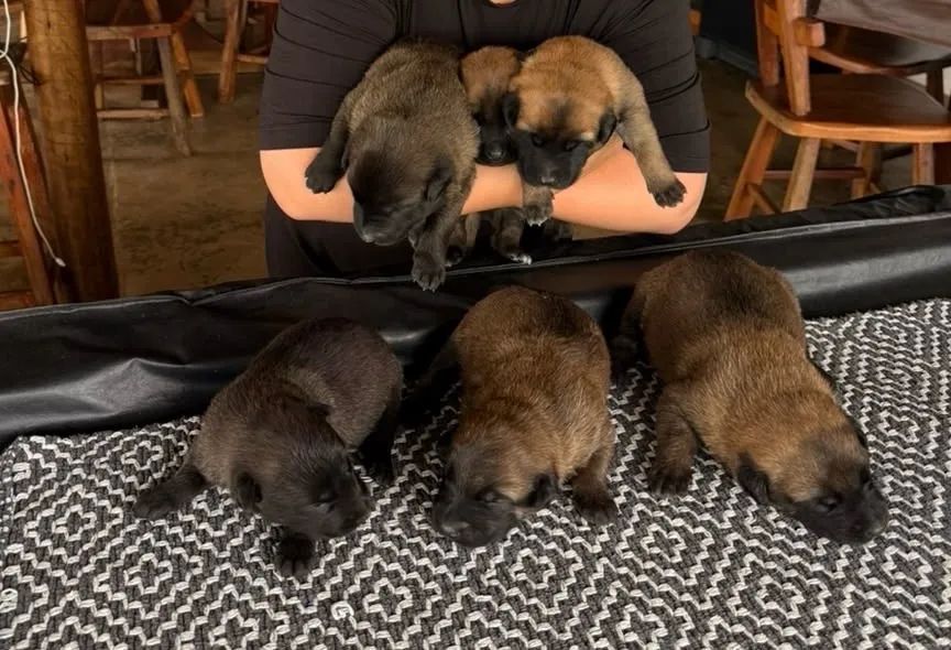 Pastor belga malinois - Foto 2