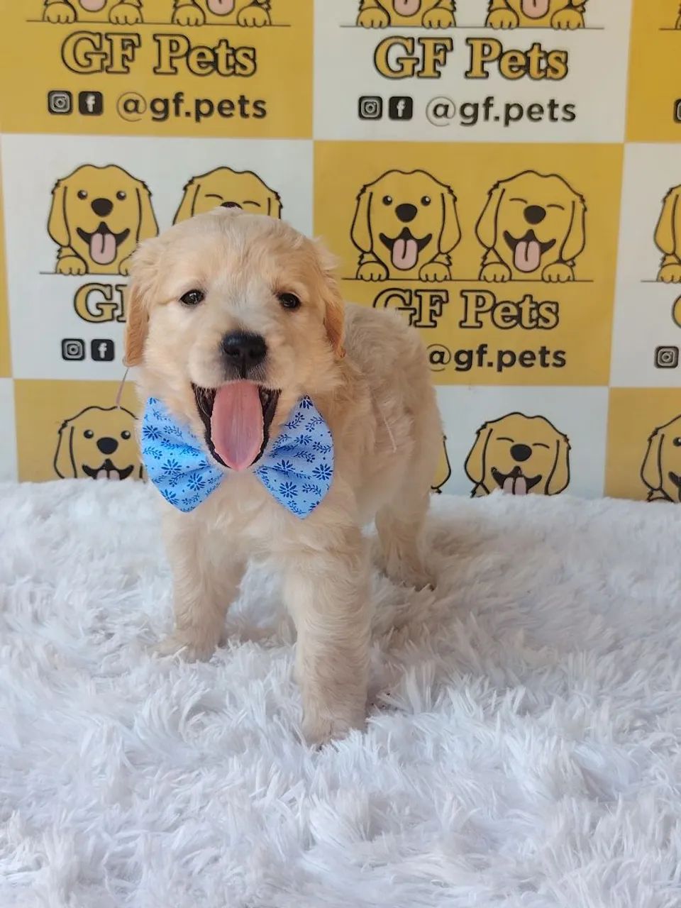 Golden Retriever macho  - Foto 4
