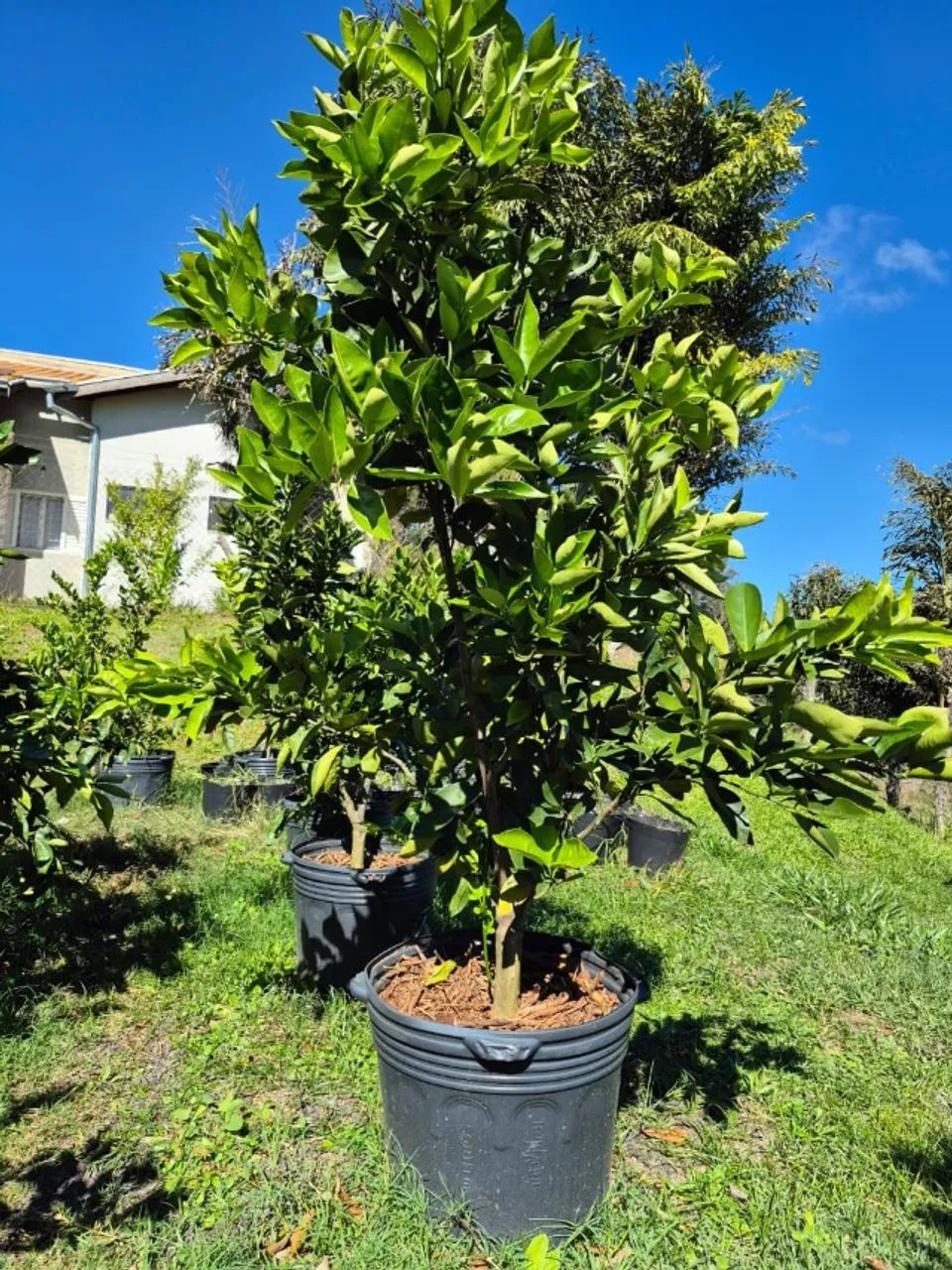 MUDAS DE LARANJA PÊRA RIO PRODUZINDO  - Foto 2