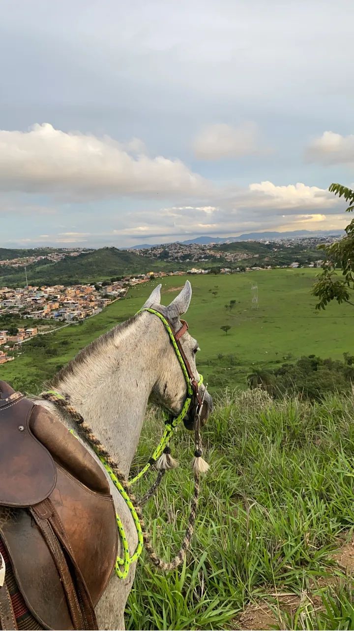  égua macha picada  - Foto 3