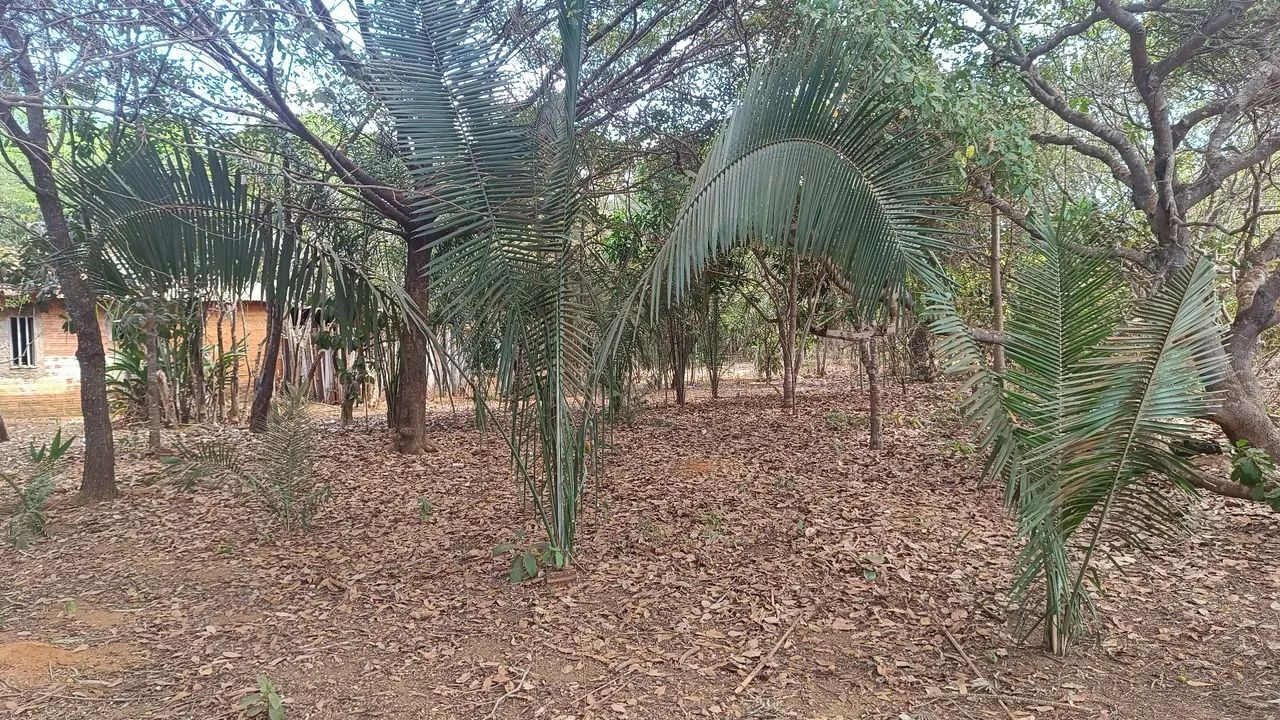 Pequeno Sítio / NÃO POSSUÍ RIACHO  - Foto 4