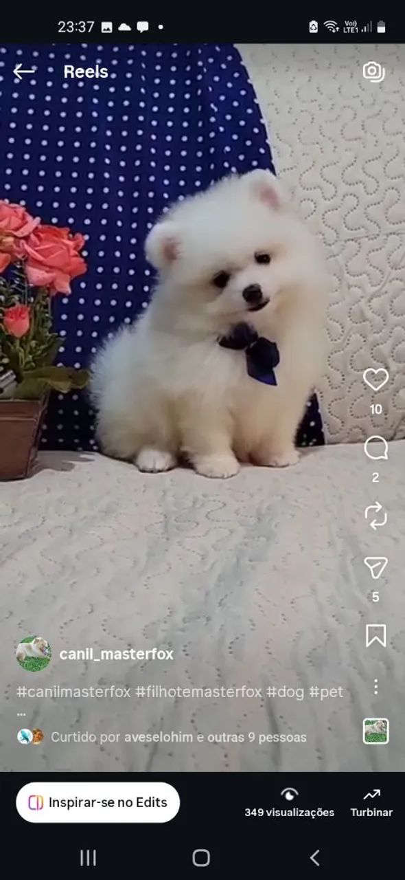 Vamos de Spitz Alemão Macho?