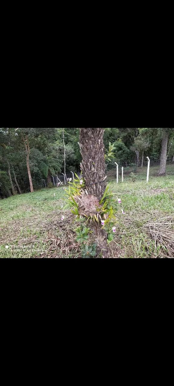 Chácara Terreno com 5.000m2 - Foto 3