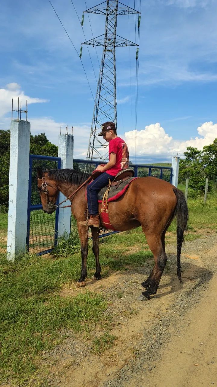 Cavalo  - Foto 4