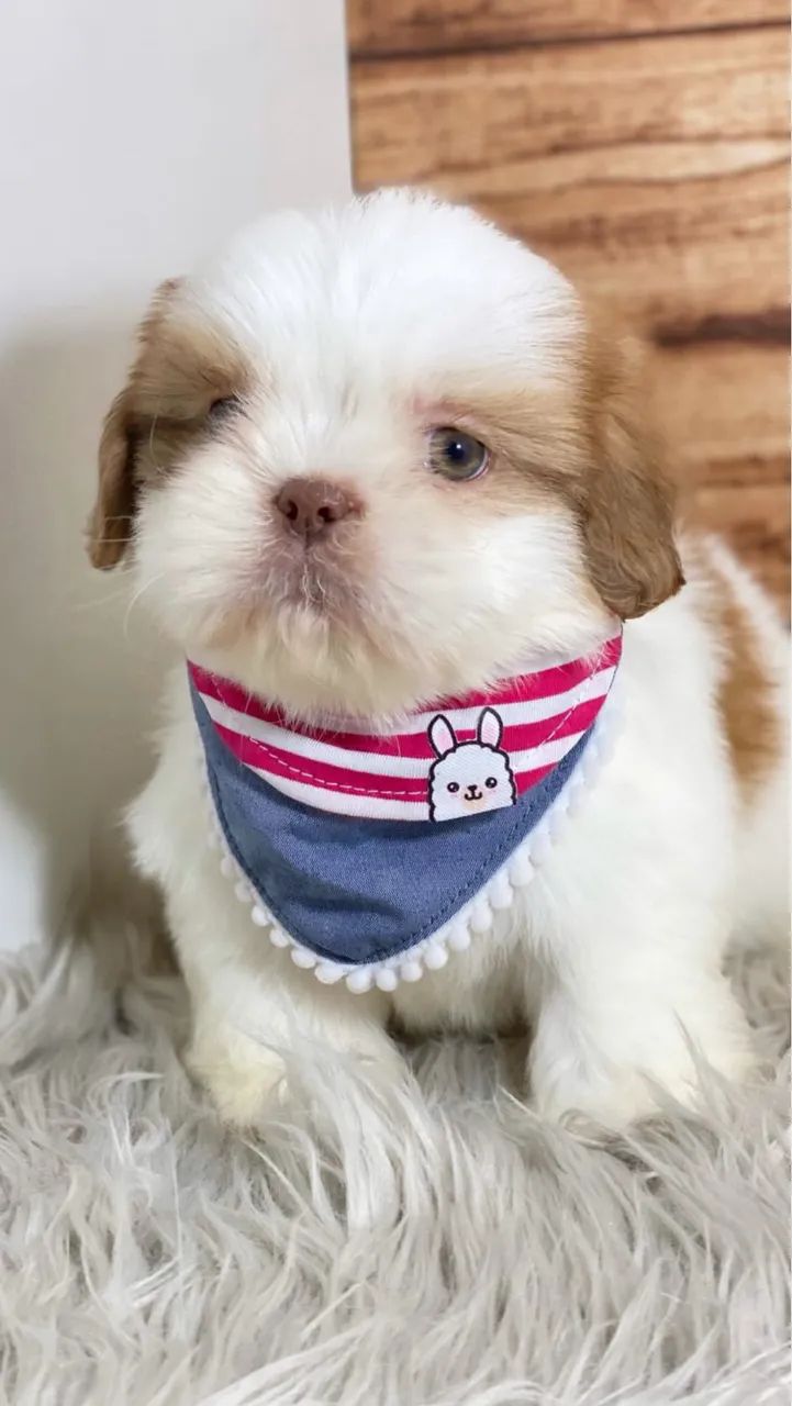 Shihtzu minis com pedigree  - Foto 4