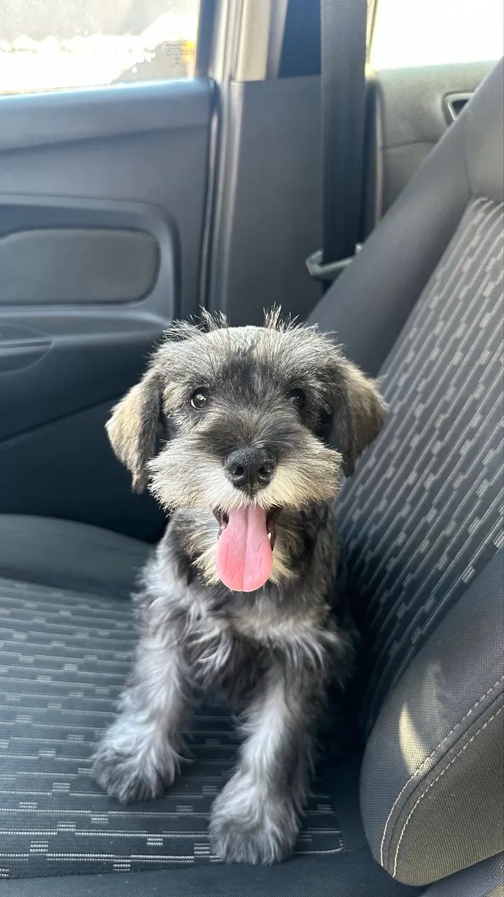 Schnauzer  - Foto 4