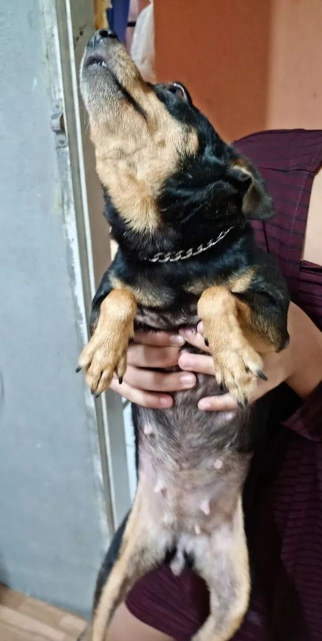 Pinscher 2 anos e meio. - Foto 3