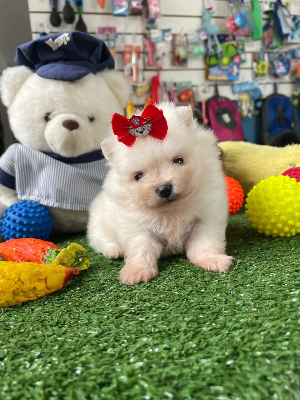 Spitz alemão macho disponível $2.500,00 - Foto 2
