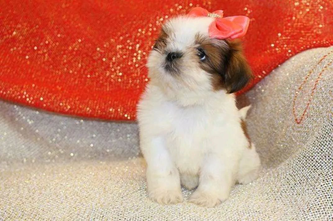 SHIHTZU perninhas curtas  - Foto 5