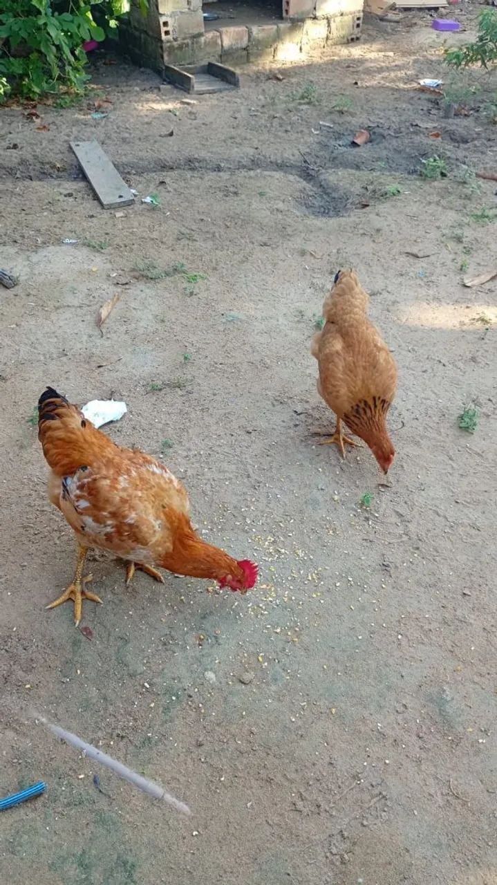 Aves - Foto 2