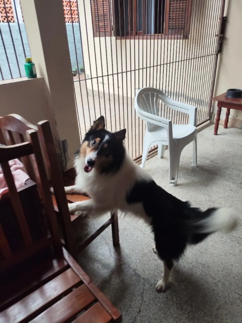 Doa-se Border Collie - Foto 2