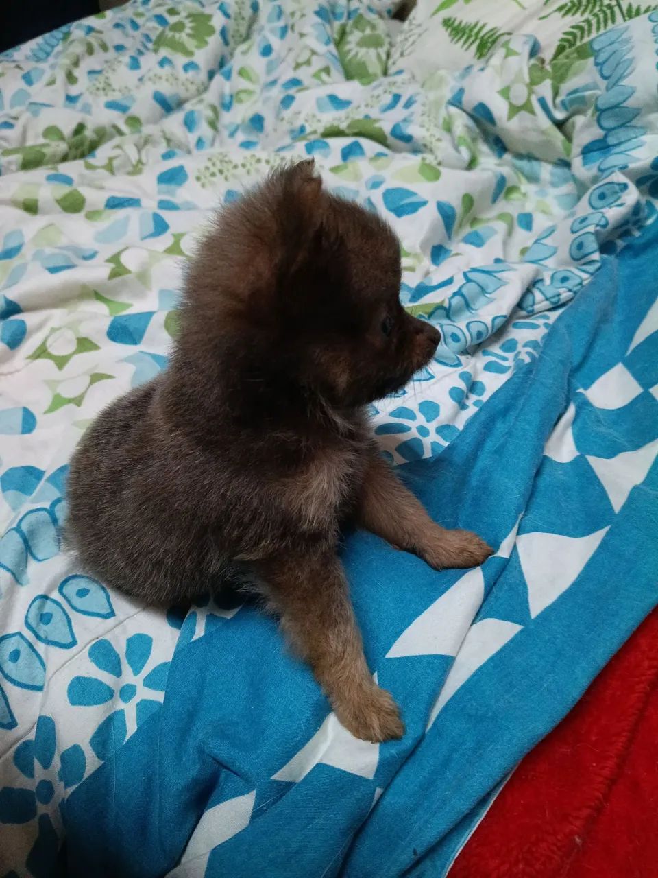 Pets  - Foto 4