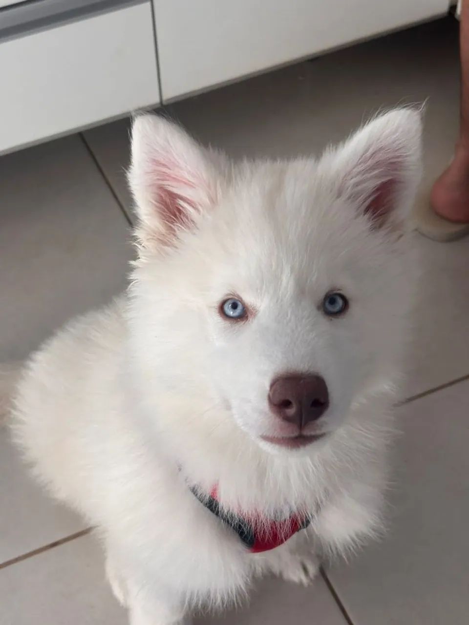 Husky Siberiano 
