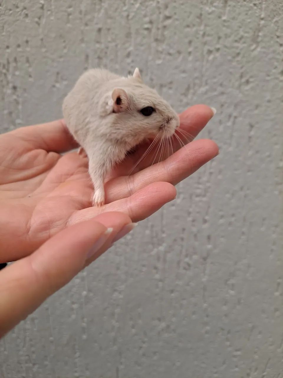 Esquilo da mongolia Gerbil Dove (legitimo) - Foto 2