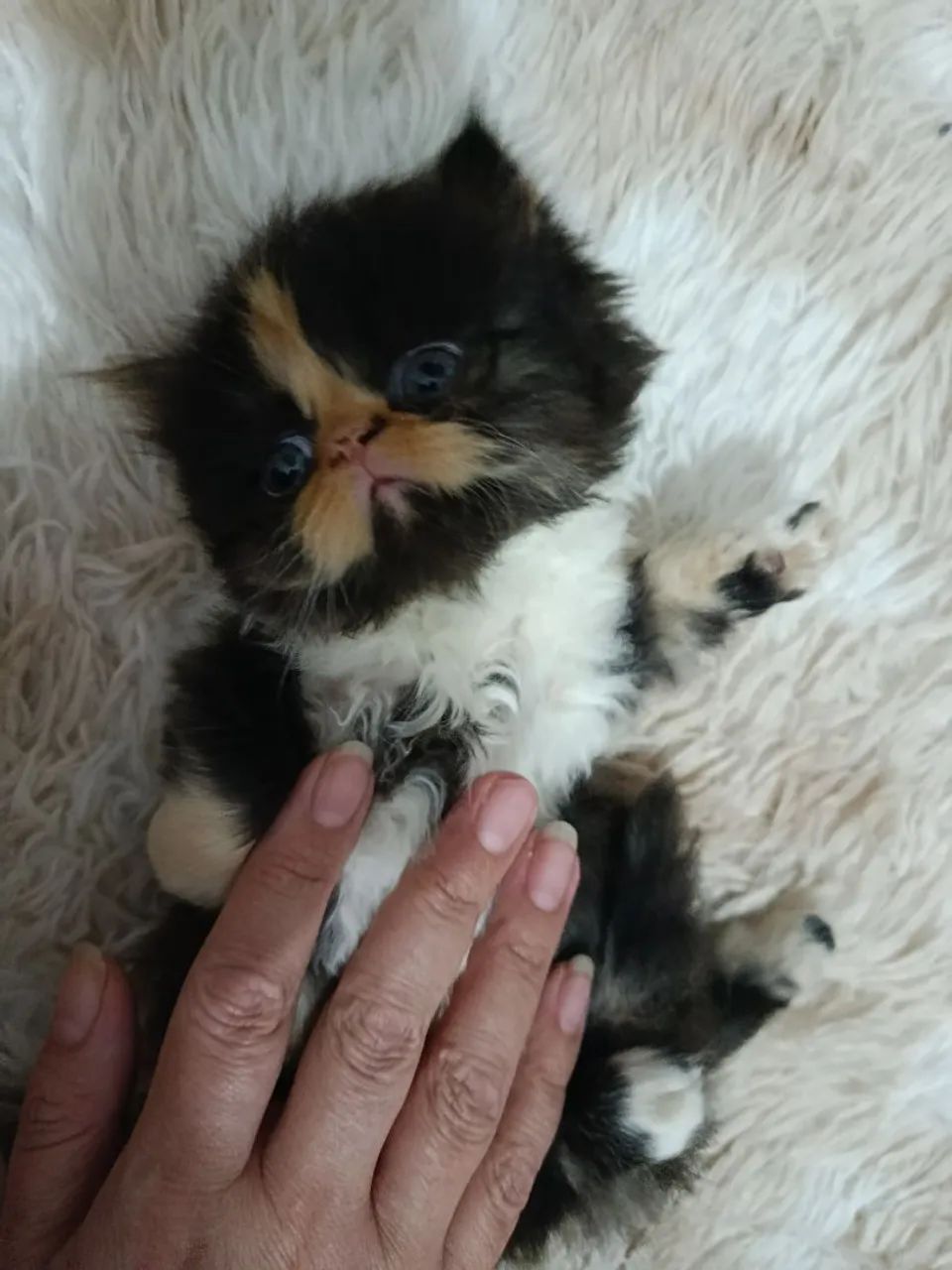 Gatos persa para reserva 
