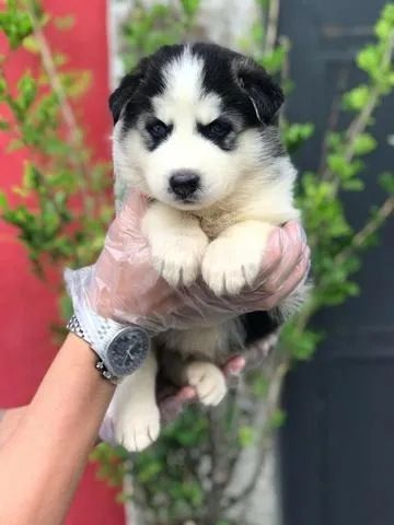 Husky Siberiano- Macho preto e branco com 62 dias, entrega ou retirada-Daniela