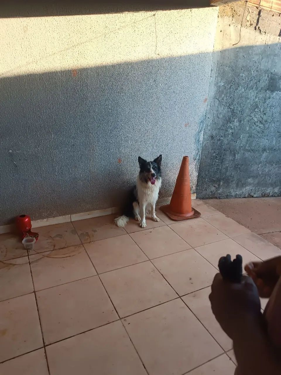 Cachorro  - Foto 2