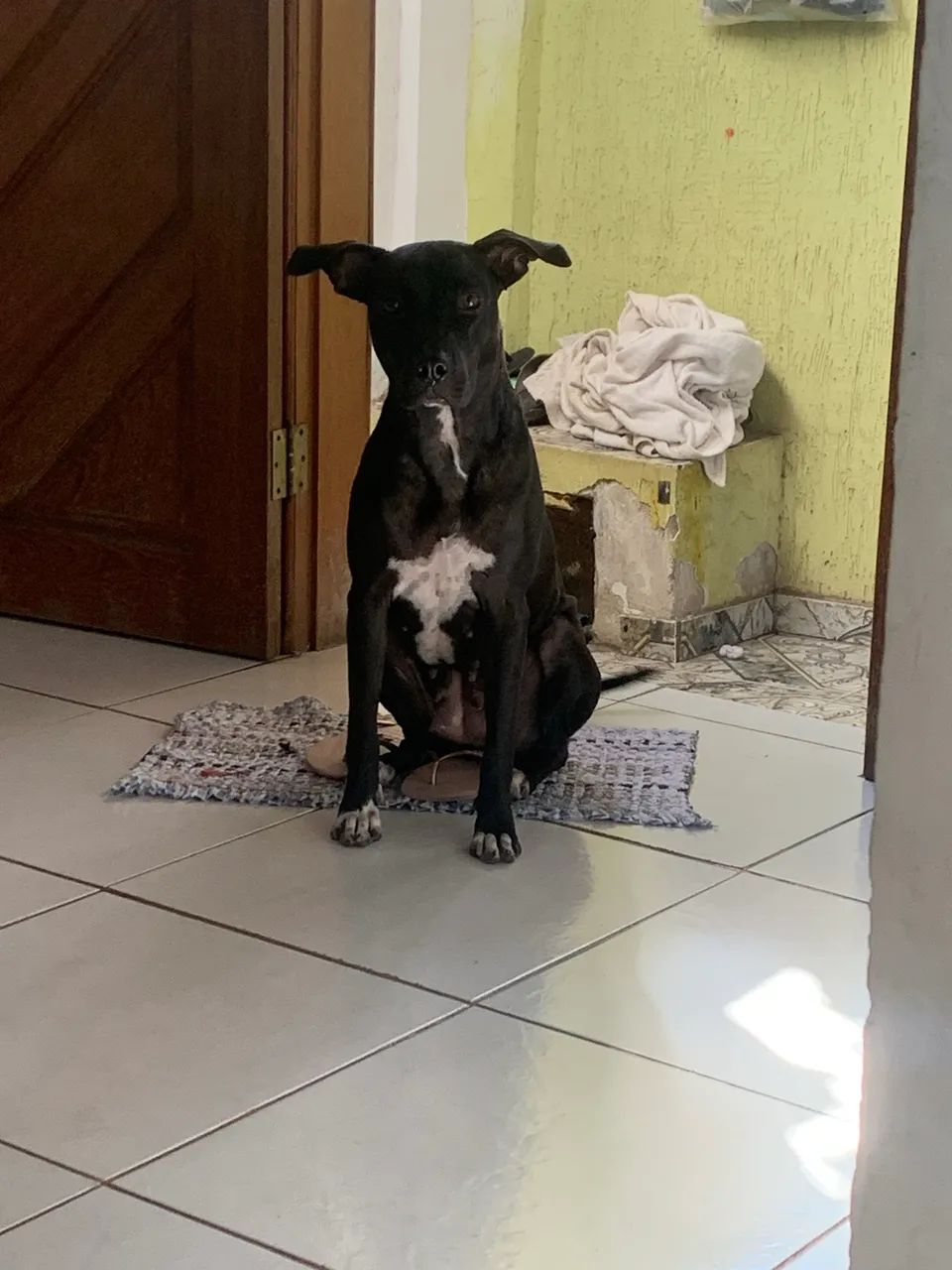 Cadela para doação  - Foto 3