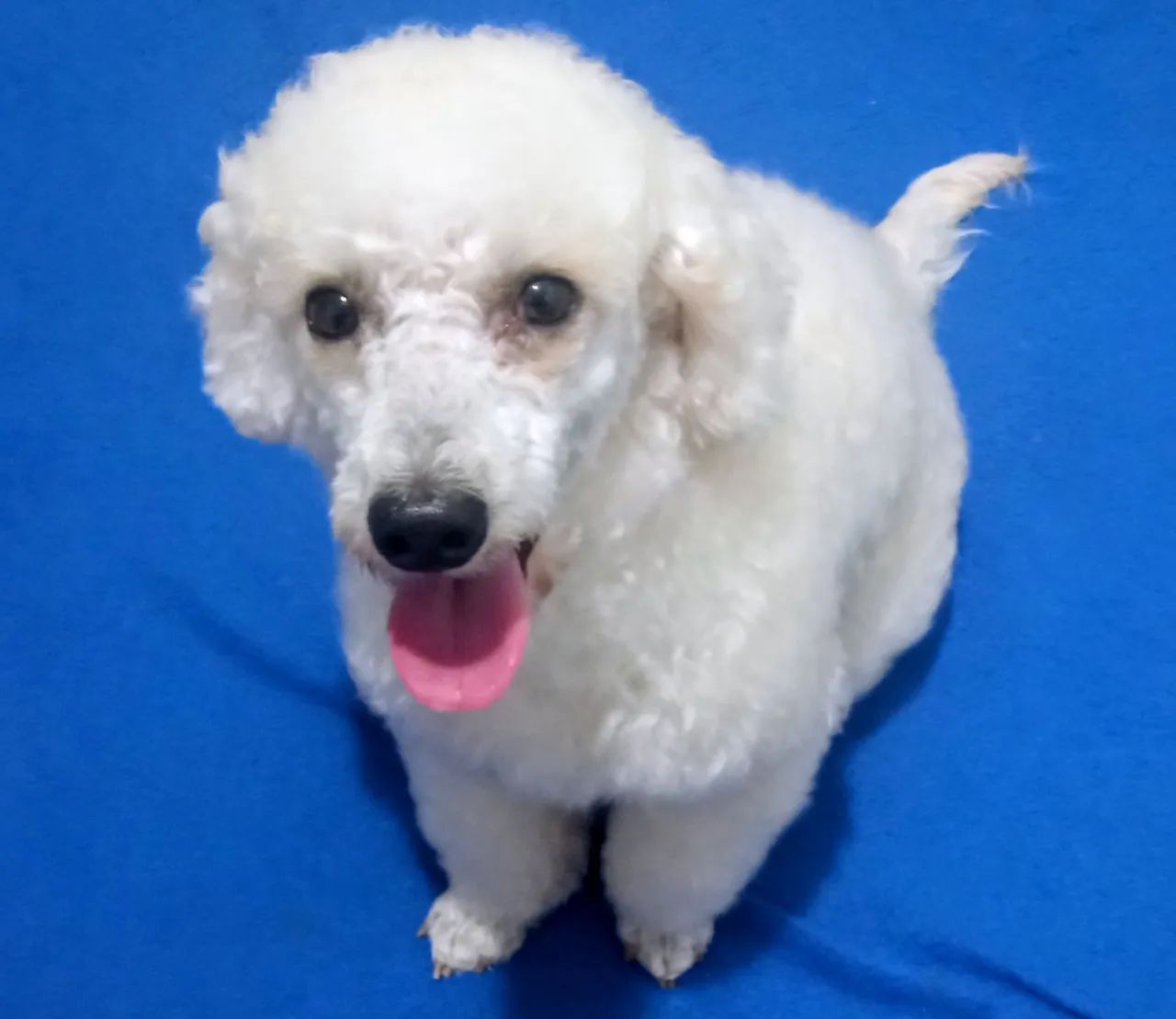 Poodle macho /cruza - Foto 3