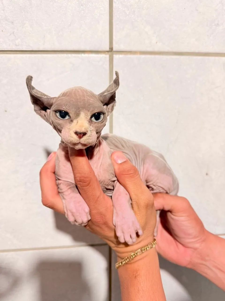 Sphynx Elf Filhotes - Gatil BSB Cat  - Foto 6