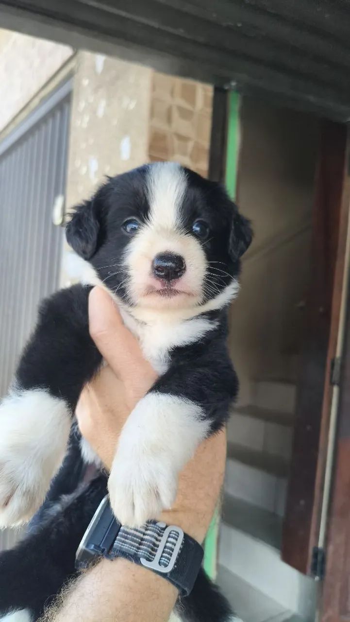 Filhote de border collie  - Foto 3