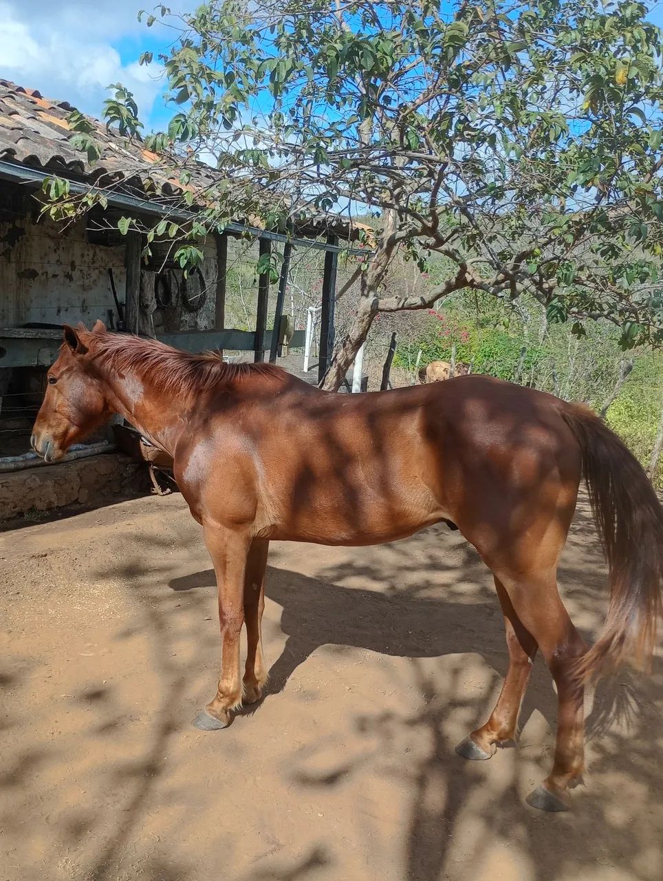 Gil - Foto 2