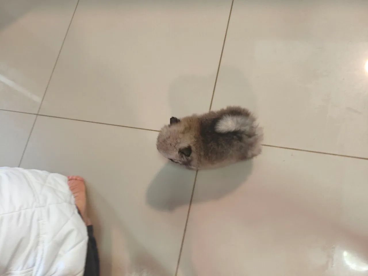 Spitz Alemão Anão  - Foto 4