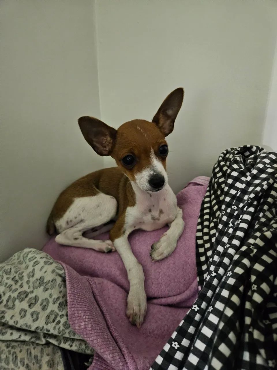 Pinscher