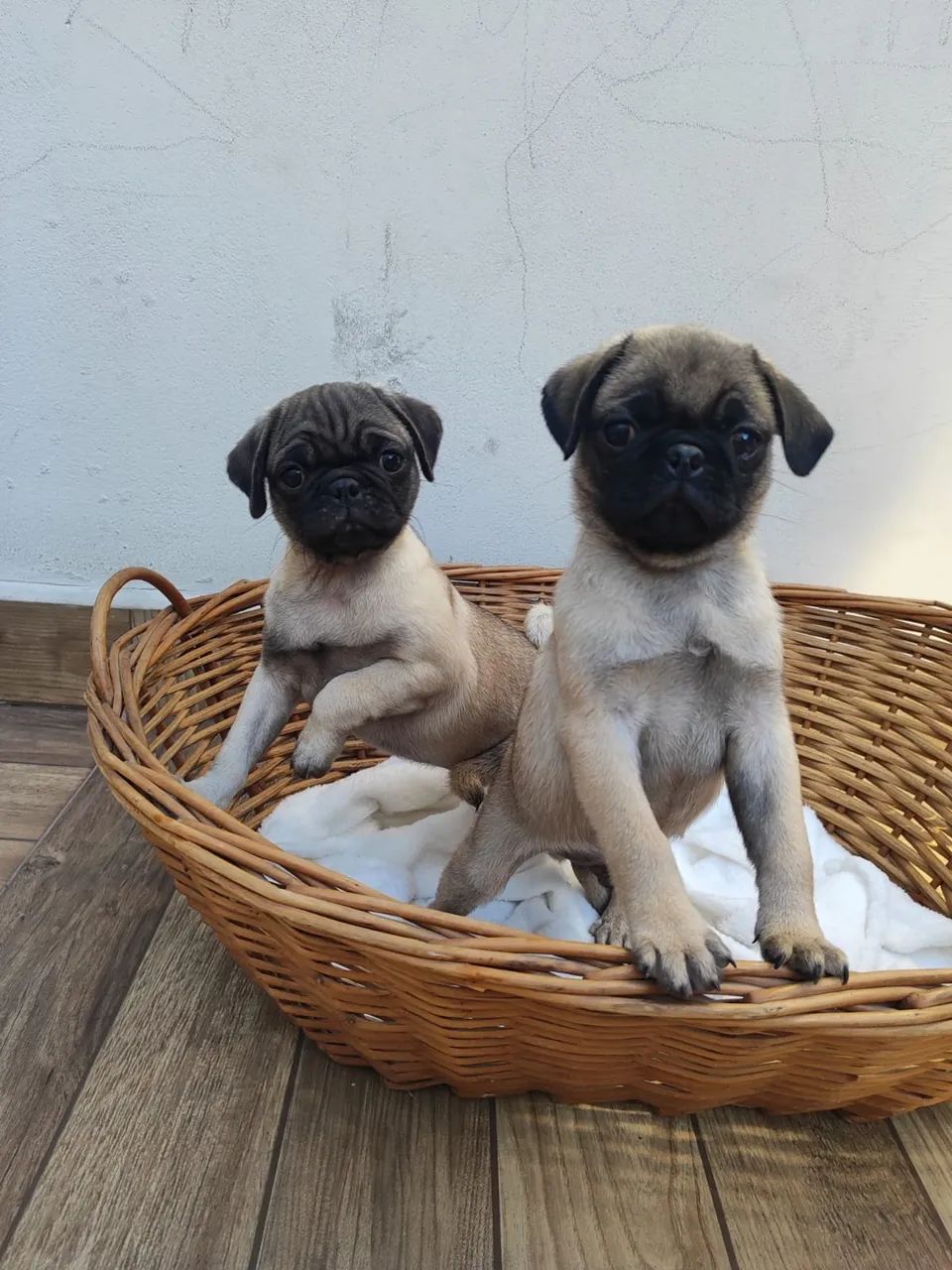 Pug