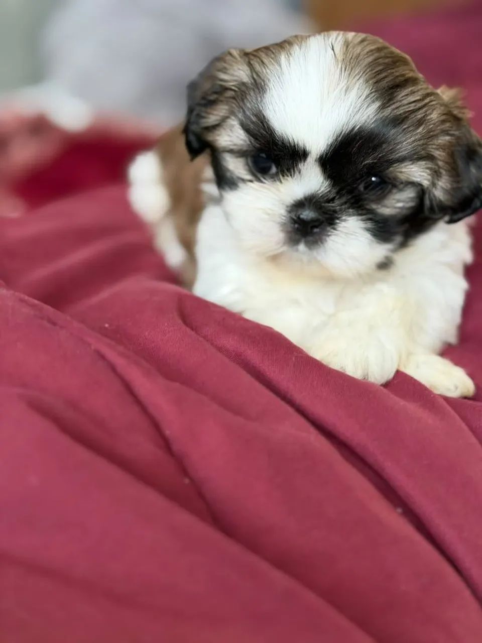 Mini Shitzu  - Foto 3