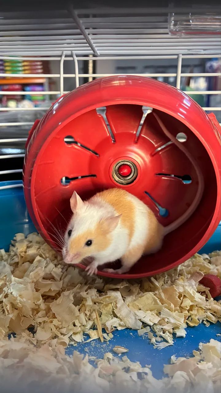 Hamster