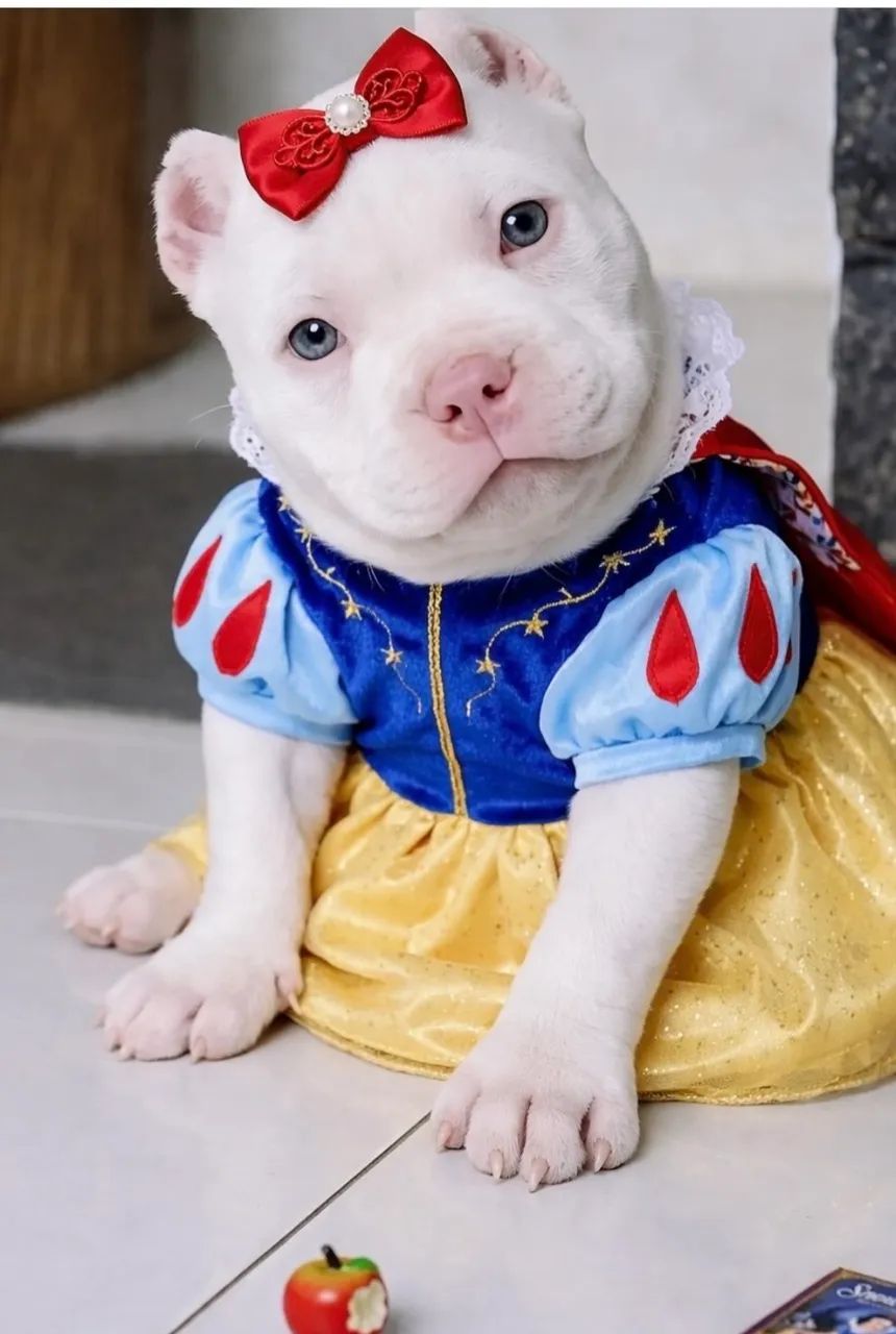 American bully  - Foto 2