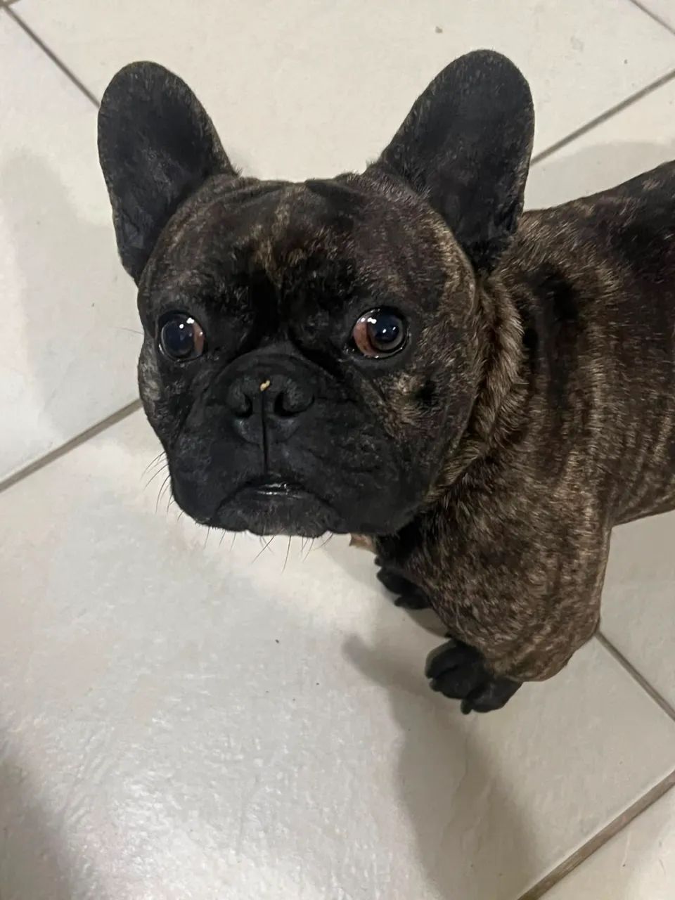 Buldog francês  - Foto 3