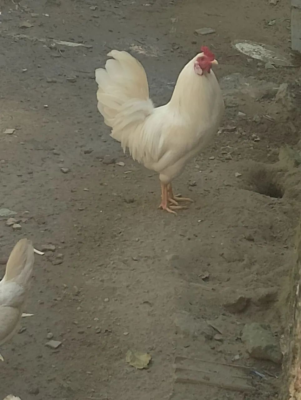 Galos - Foto 5