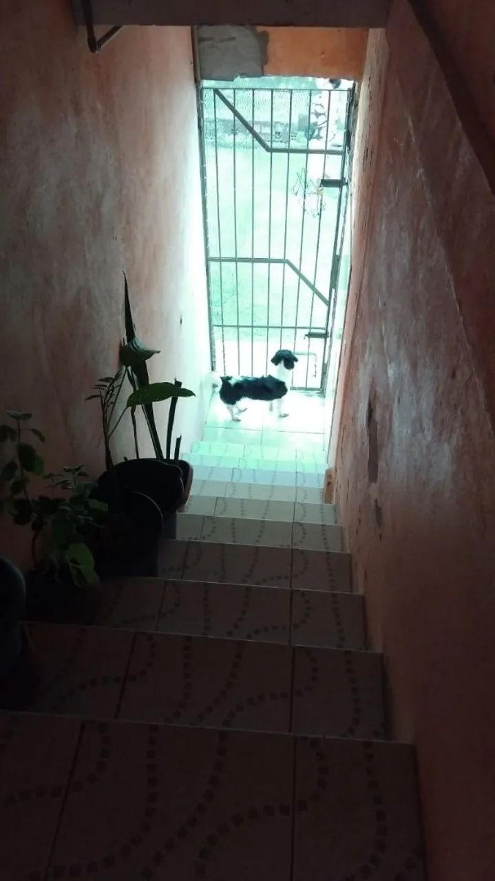 Doação de uma cachorrinha  - Foto 3