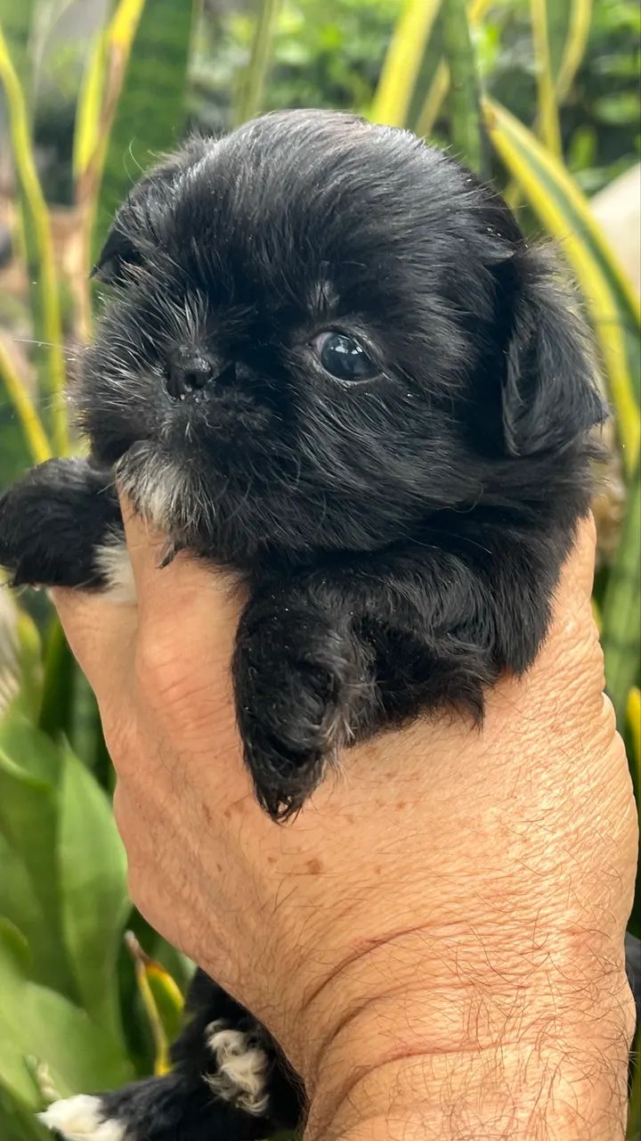 Shihtzu mini  - Foto 5