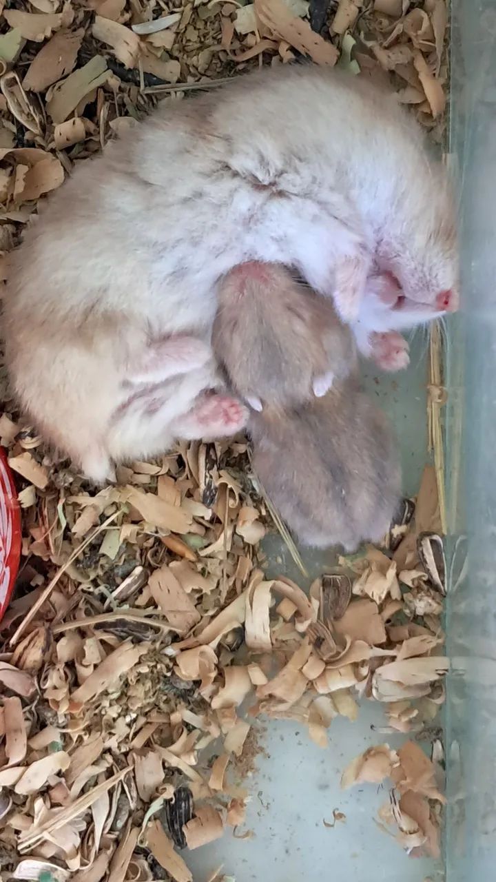 Hamster Anão Russo - Pequeno no Tamanho, Gigante na Fofura! - Foto 3