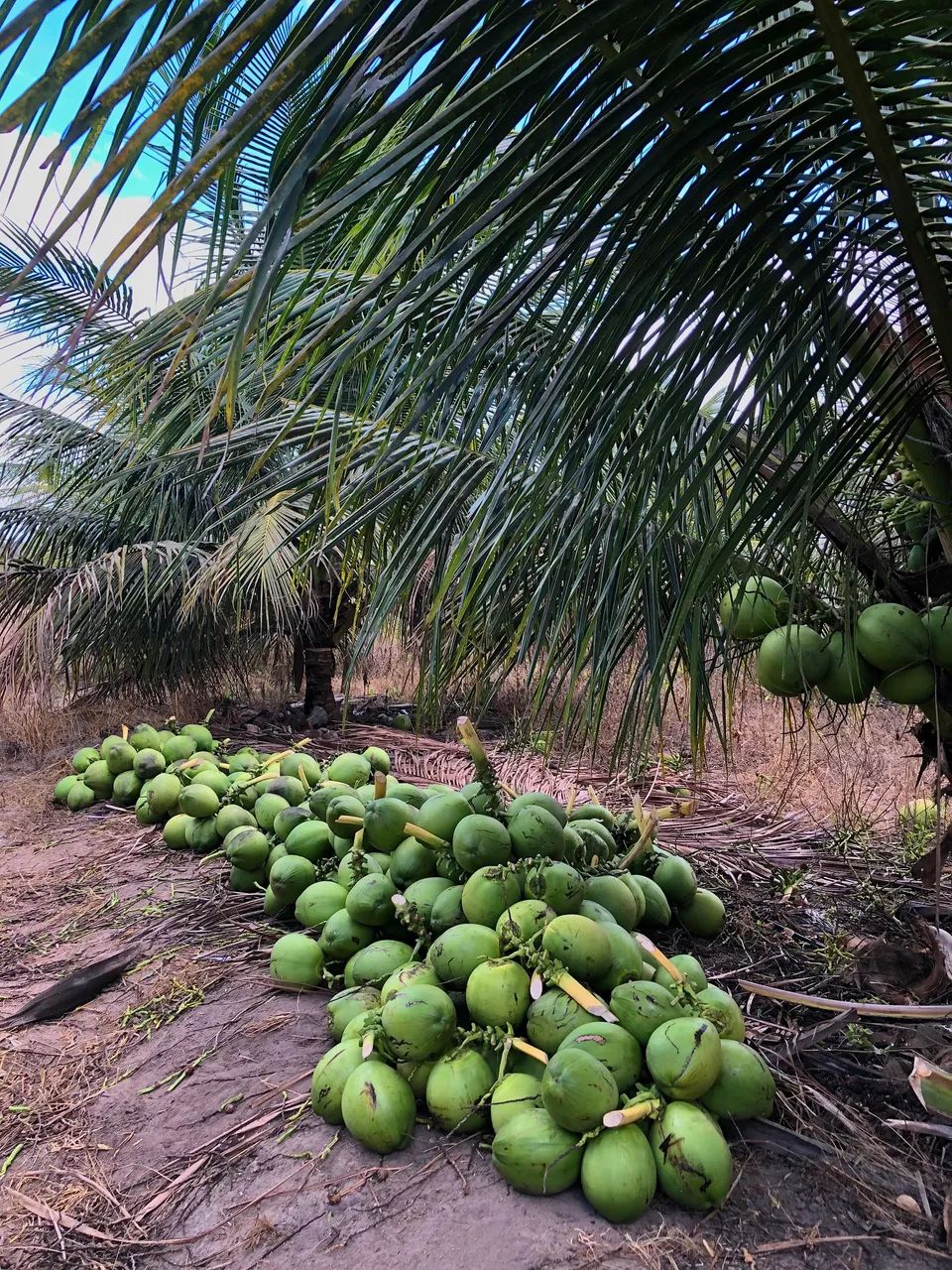 COCO VERDE ANÃO  - Foto 4