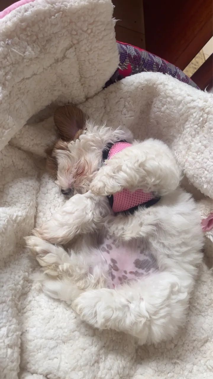 FÊMEA SHIHTZU BRANQUINHA 