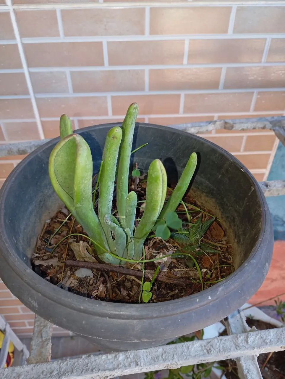 Sementes e plantas 