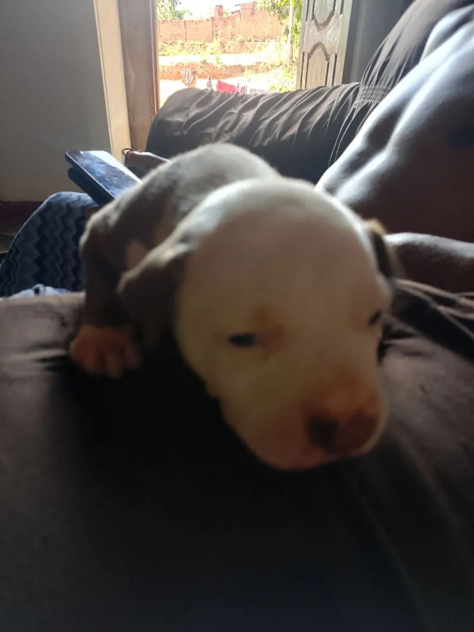 Vendo filhote de Pitbull