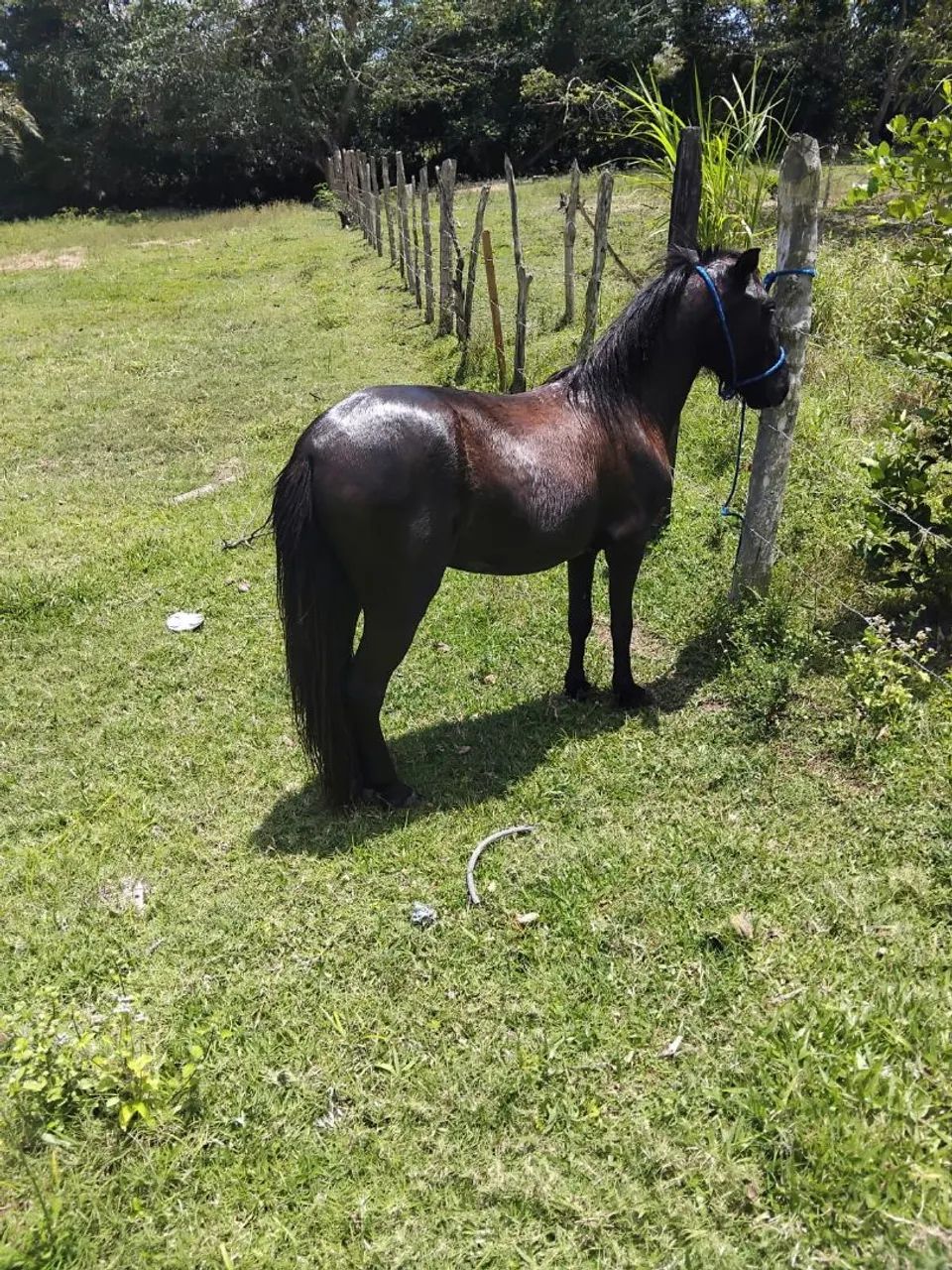 Pônei macho  - Foto 3