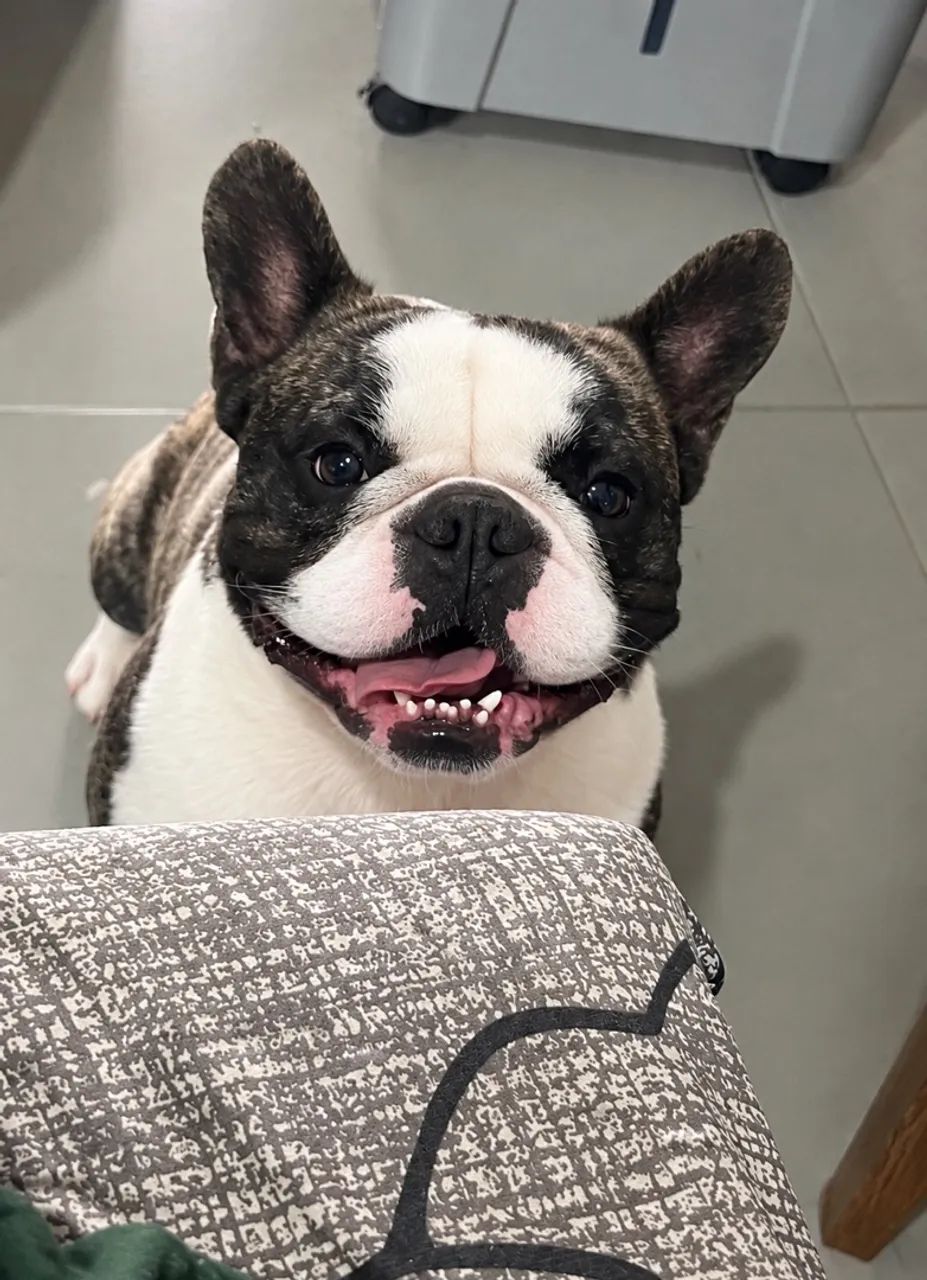 Buldogue francês 