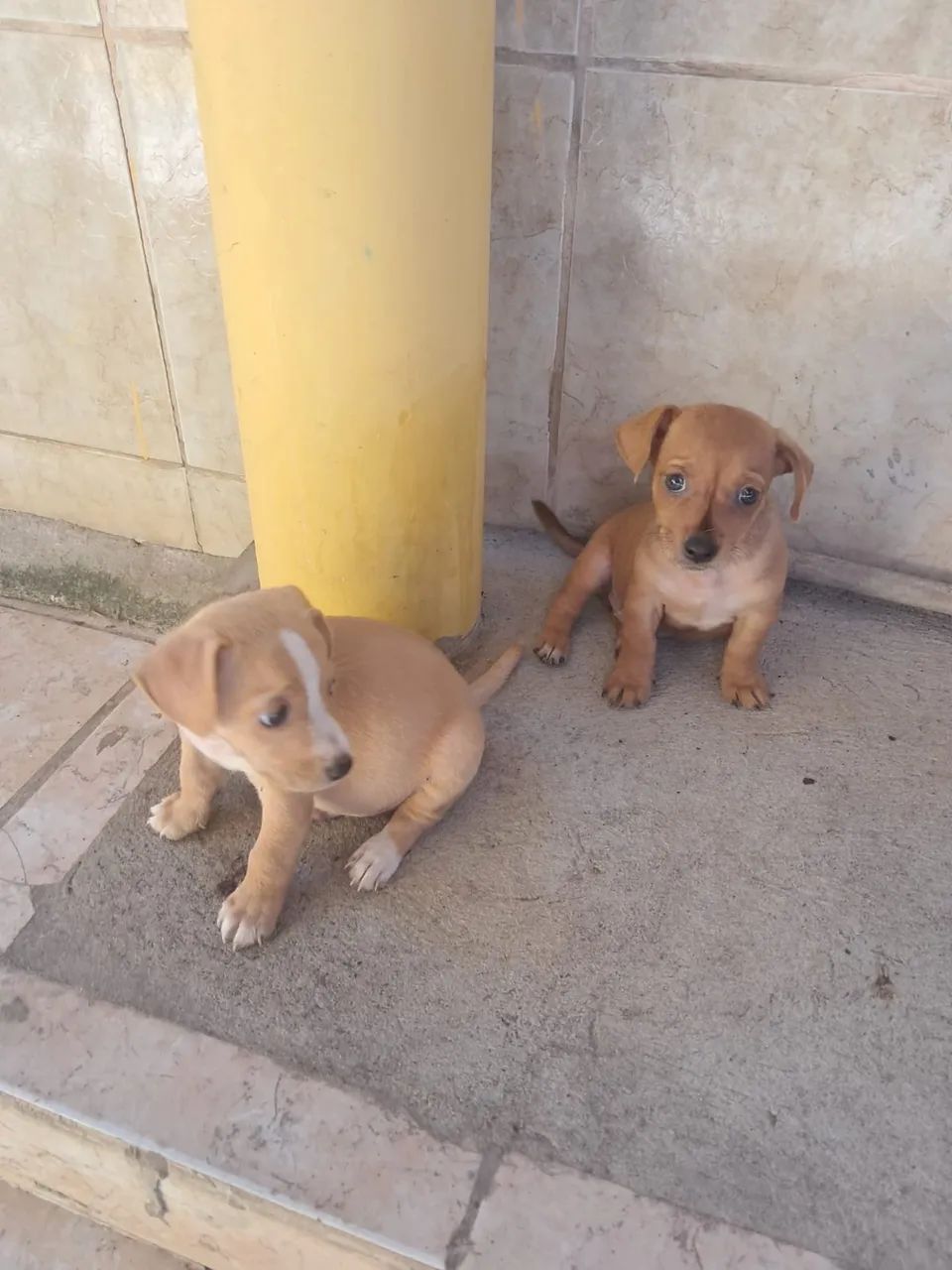 Pinscher - Foto 2