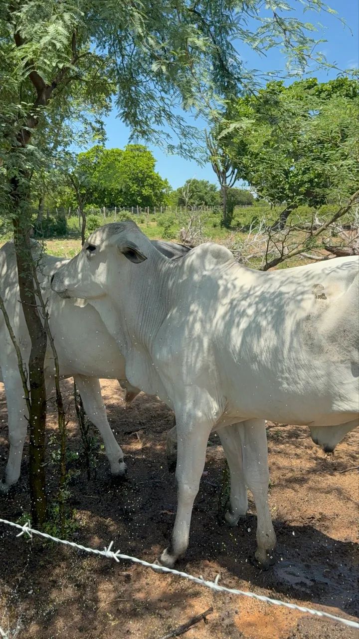 Vendo 3 Garrotes/bezerros Nelore - Ótima Oportunidade - Foto 4