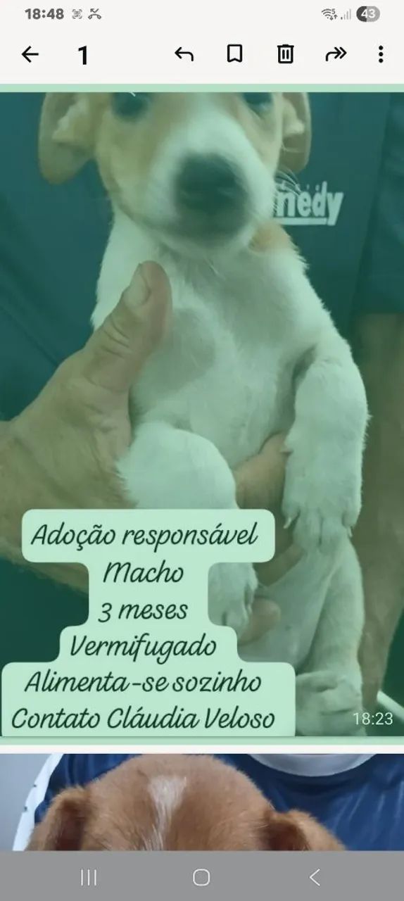 Fofulas para adoção  - Foto 4